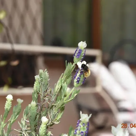 Apartment Princess Sandanski