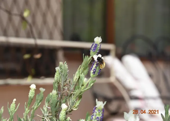 Lejlighed Princess Sandanski